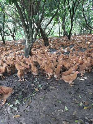 广西南宁西乡塘区优质鸡苗批发 12.50元/只，剦鸡苗等一应俱全