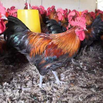 优质家禽苗种批发供应 广元、巴中、绵阳及汉中地区全覆盖