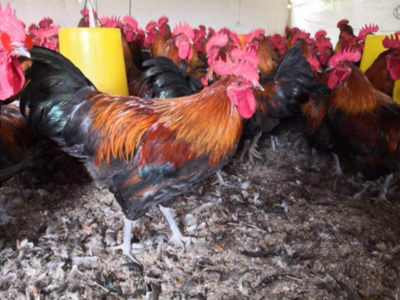 广东广州白云区麻鸡苗批发 1.50元/只青脚麻鸡苗与鹅苗供应详情