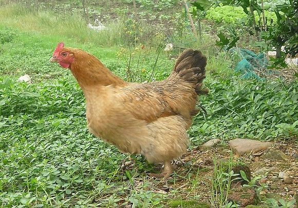 k9鸡苗公价格10元/只，附鹅苗批发信息