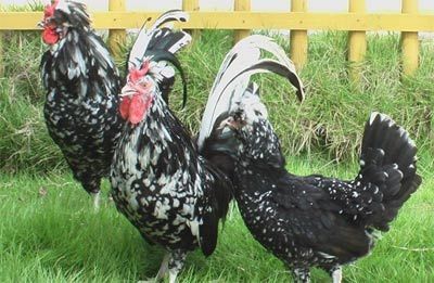 贵妃鸡苗与鸭苗的养殖对比及市场前景