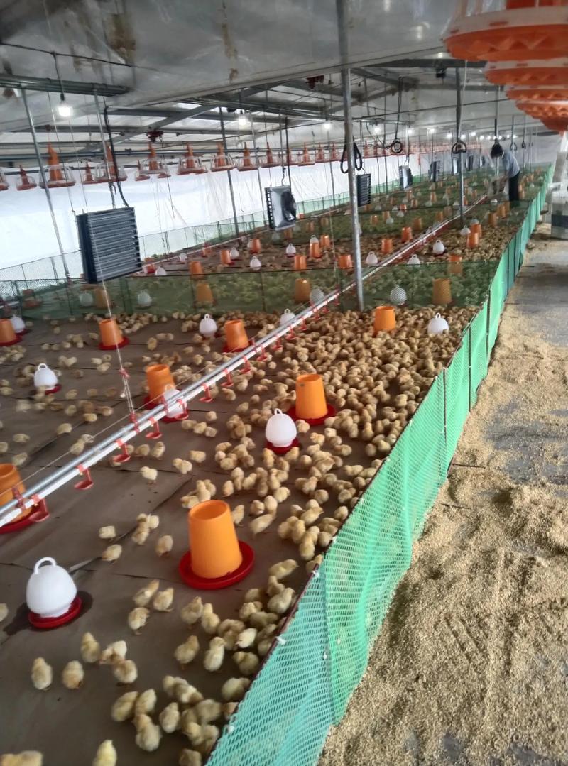 金鸡落地，一本万利——2024年第六批鸡苗顺利到场纪实
