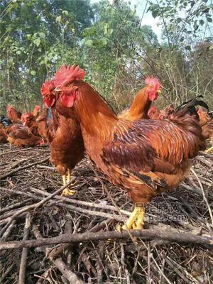 脱温黄脚鸡苗与鸭苗养殖行情分析