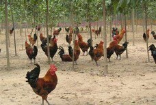 黑龙江大庆鸡苗孵化与重庆良凤花鸡苗厂家鹅苗供应解析