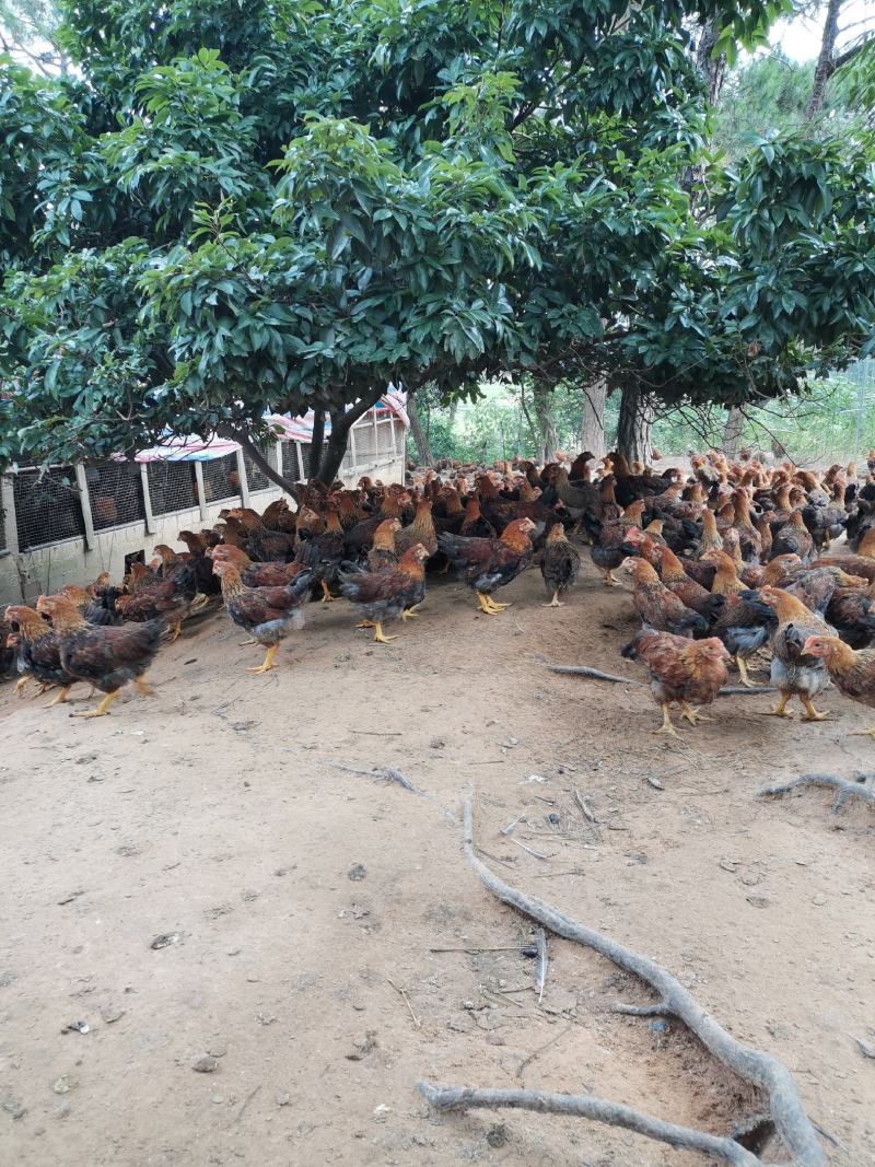 广西南宁兴宁区优质鸡苗批发，价格实惠，种类齐全