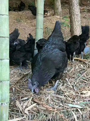 五黑鸡苗与绿壳蛋鸡苗批发指南 全国托运、图片展示及鸭苗推荐