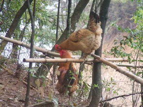乌龙山土鸡与鹅苗 湘西特色禽类的优选产品
