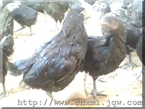 云南黑鸡与鸭苗供应 特色养殖的市场前景