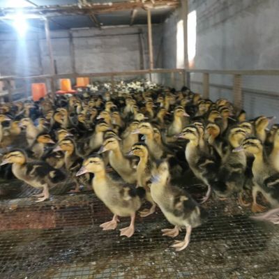 麻鸭苗、水鸭脱温苗与鹅苗 家禽养殖的选择与培育指南