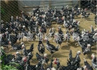 内蒙古贵妃鸡苗与鹅苗 鄂尔多斯、呼伦贝尔地区优质禽苗资源概览