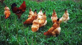 3月6日家禽市场观察 鸡蛋价格持续弱势，鸡苗市场异军突起价格上扬