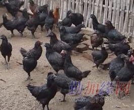 精选绿壳蛋鸡苗，信赖四川繁育基地——高效高产之选