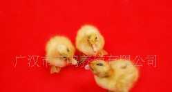 供应优质芙蓉鸭苗 生长周期短、瘦肉率高的养殖新选择