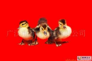 供应超大型健鸭苗（番鸭），品质与实力大不同