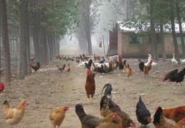 精准对接禽苗市场 一站式获取鸡苗、鸭苗求购与批发信息指南