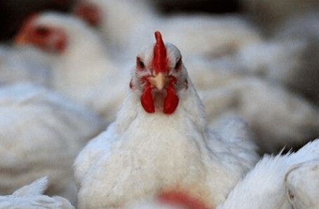 哈尔滨润恒城节前市场观察 冻品“狂飙”迎双节，鸡苗毛鸡跟涨，鹅苗行情走高