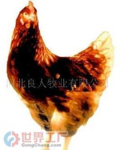 聚焦优质禽类种源 无公害鸡蛋与健康鸡苗的批发指南