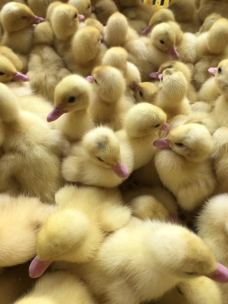 白番鸭 优质大种白番鸭苗的选育与养殖前景