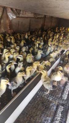 优质肉鸭苗批发 6元/斤，200斤起批，助力养殖户稳产增收