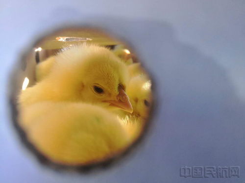 天津货航开通特色鹅苗运输航线 为现代农业产销注入新动能