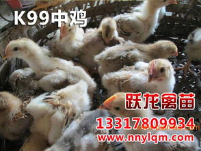 黔西南鸡苗与广西实惠的贵州鸡苗 生产、价格及选购指南