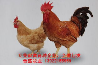 广东省鸡苗产业 洞察商机与把握未来