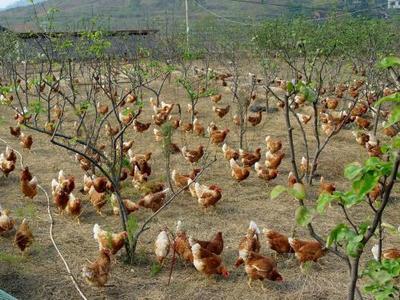 鸡苗与鸭苗孵化的四个核心要点解析