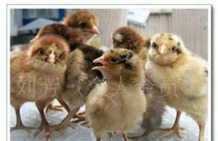 优质成年麻鸡与脱温麻鸡苗供应 长势卓越的农副产品优选