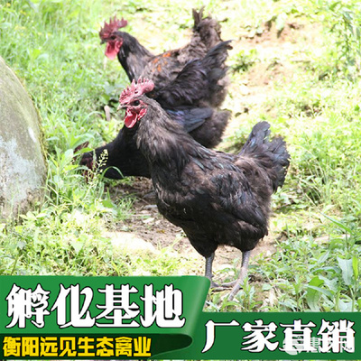 黑鸡公鸡苗与黑凤土鸡苗、鸭苗批发市场分析