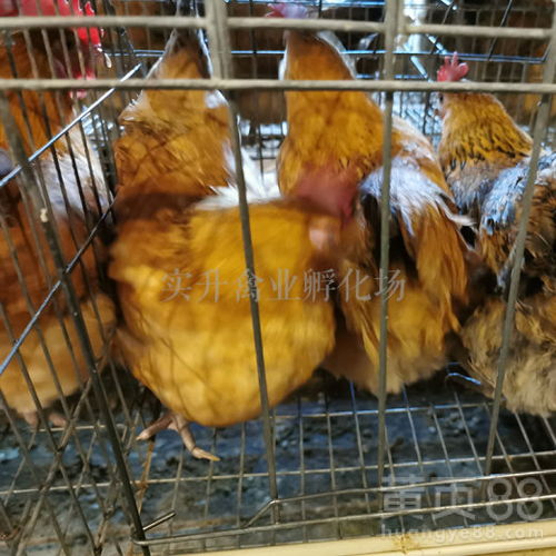 养殖机遇 探寻合肥鸡苗价格与云南鸡苗低价批发市场