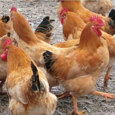 土杂鸡苗与鹅苗 生态养殖的双重优选指南