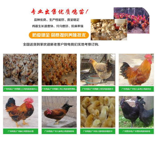 丰盛鸡苗孵化厂 专业孵化鸡苗与鹅苗的优质市场供应商