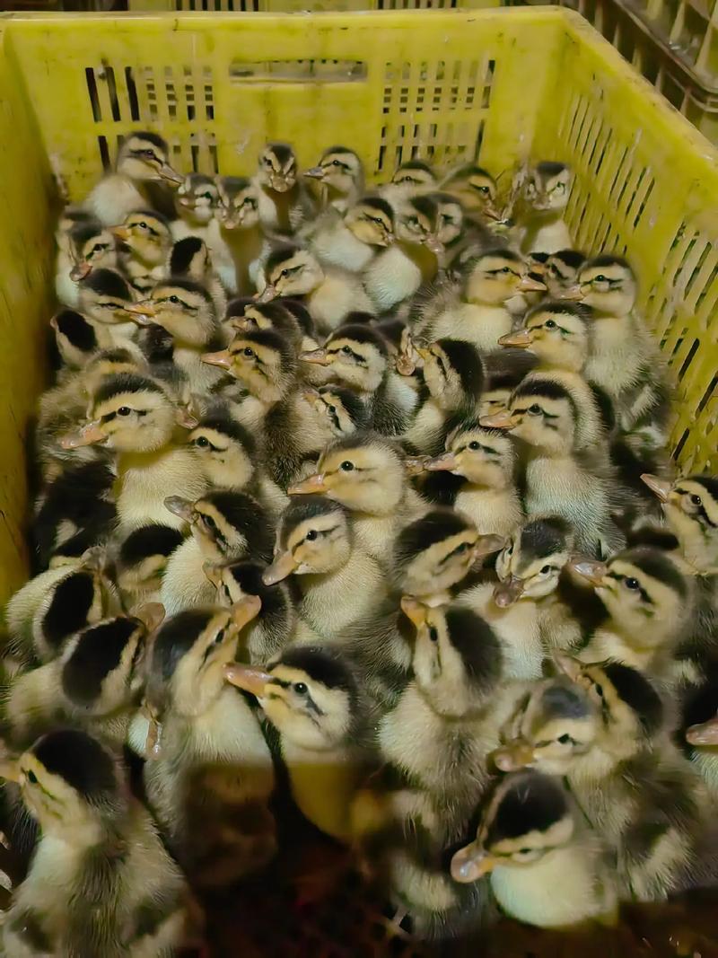 麻鸭苗与成品鸭收购