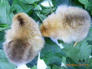 广州市白云区良田天翔鸡苗孵化场 优质麻黄鸡苗与鹅苗供应商