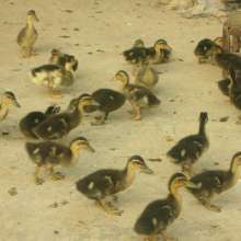 鹅苗养殖与公司化管理 打造高效农业产业链