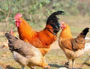 携手共赢，诚招广西灵山土鸡苗合作商与农产品代理加盟