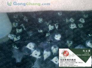 供应冯氏养殖场火鸡苗价格与厂家信息