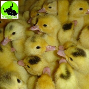 三亚优质黑鸭苗与鹅苗批发指南